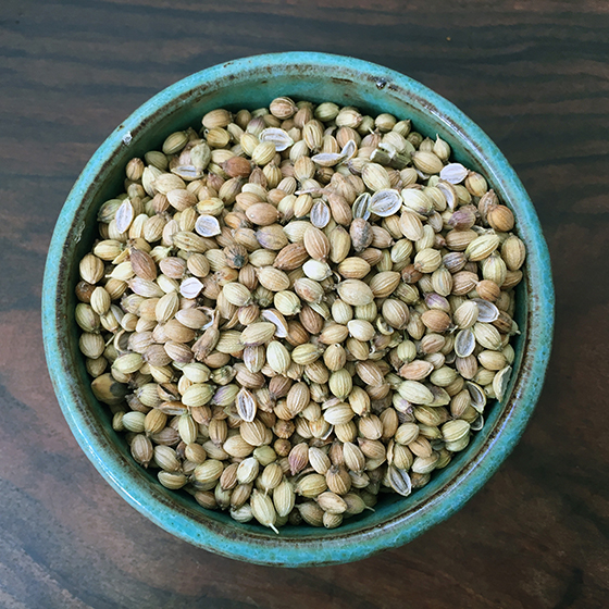 Coriander Seeds