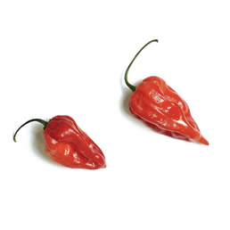 258 CHILLI HABENERO