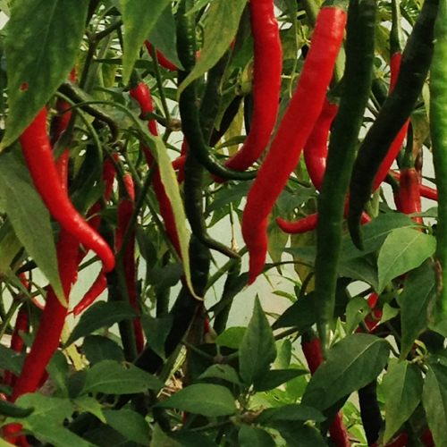 chilli blog3