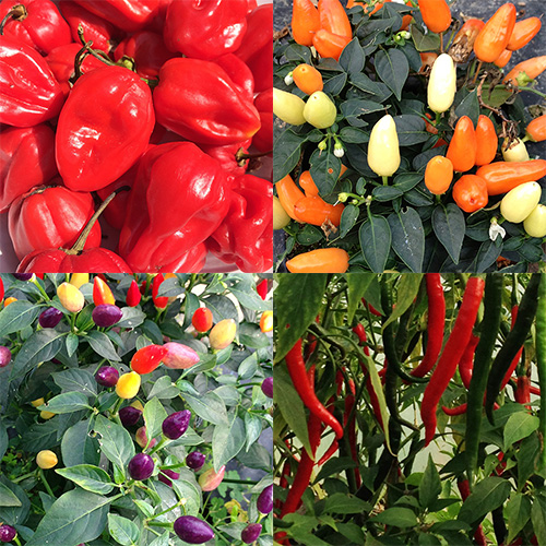 chilli-square-blog