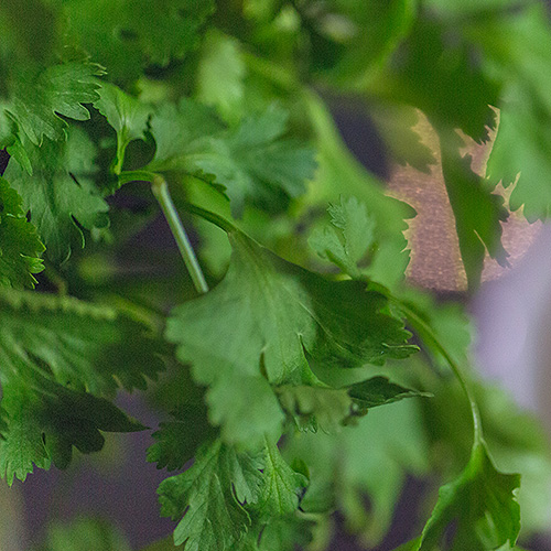 coriander plant blog