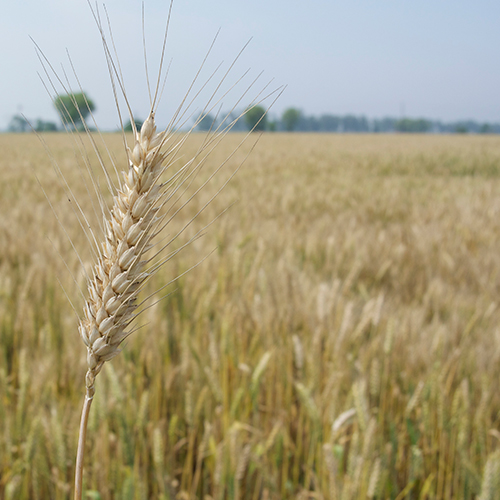 india cornfield blog