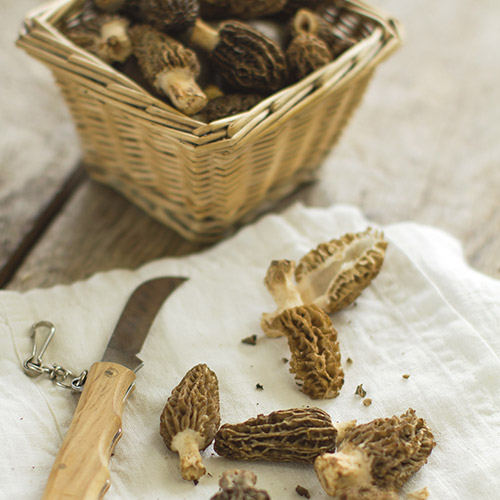 morel blog