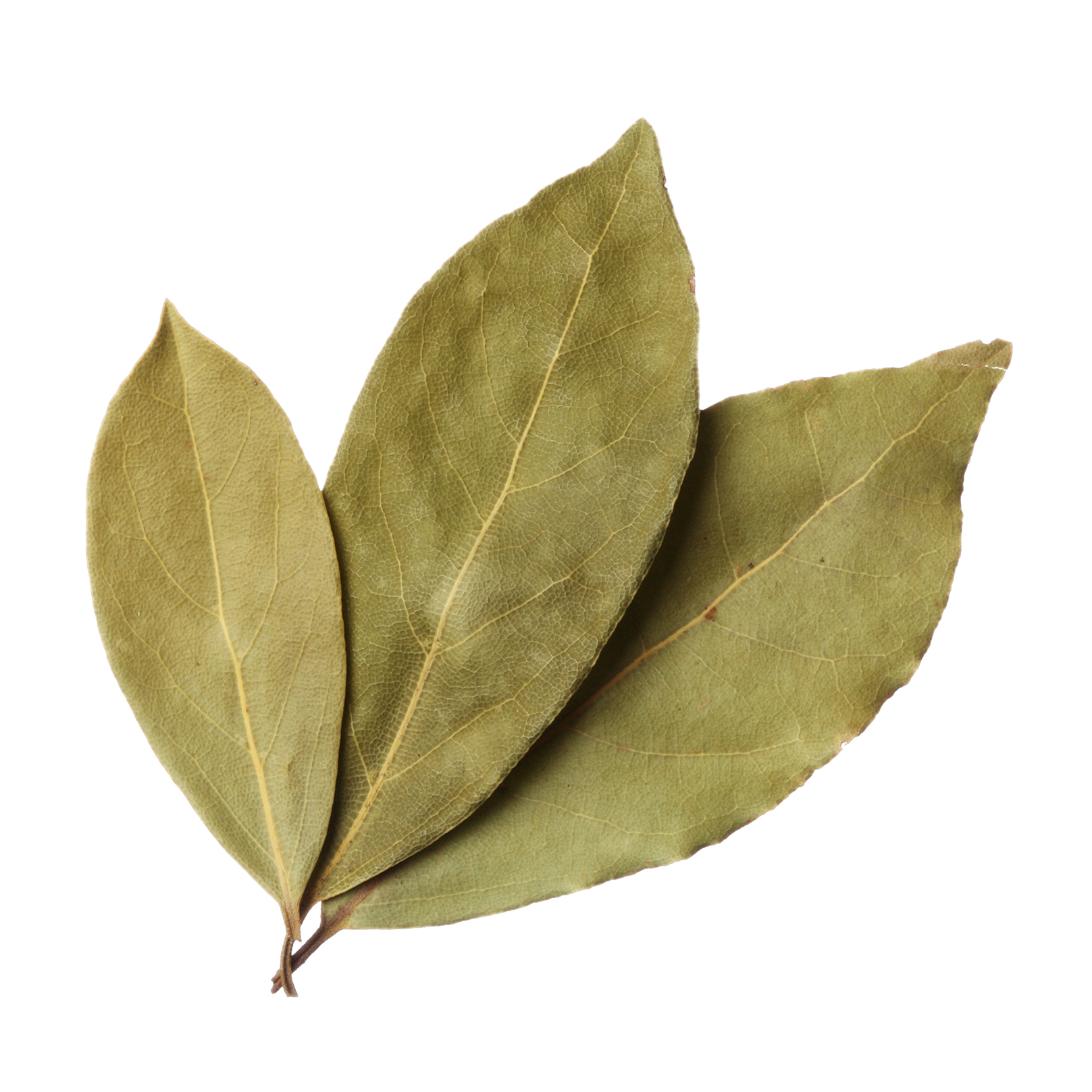 Bay Leaves (Tej Patha)