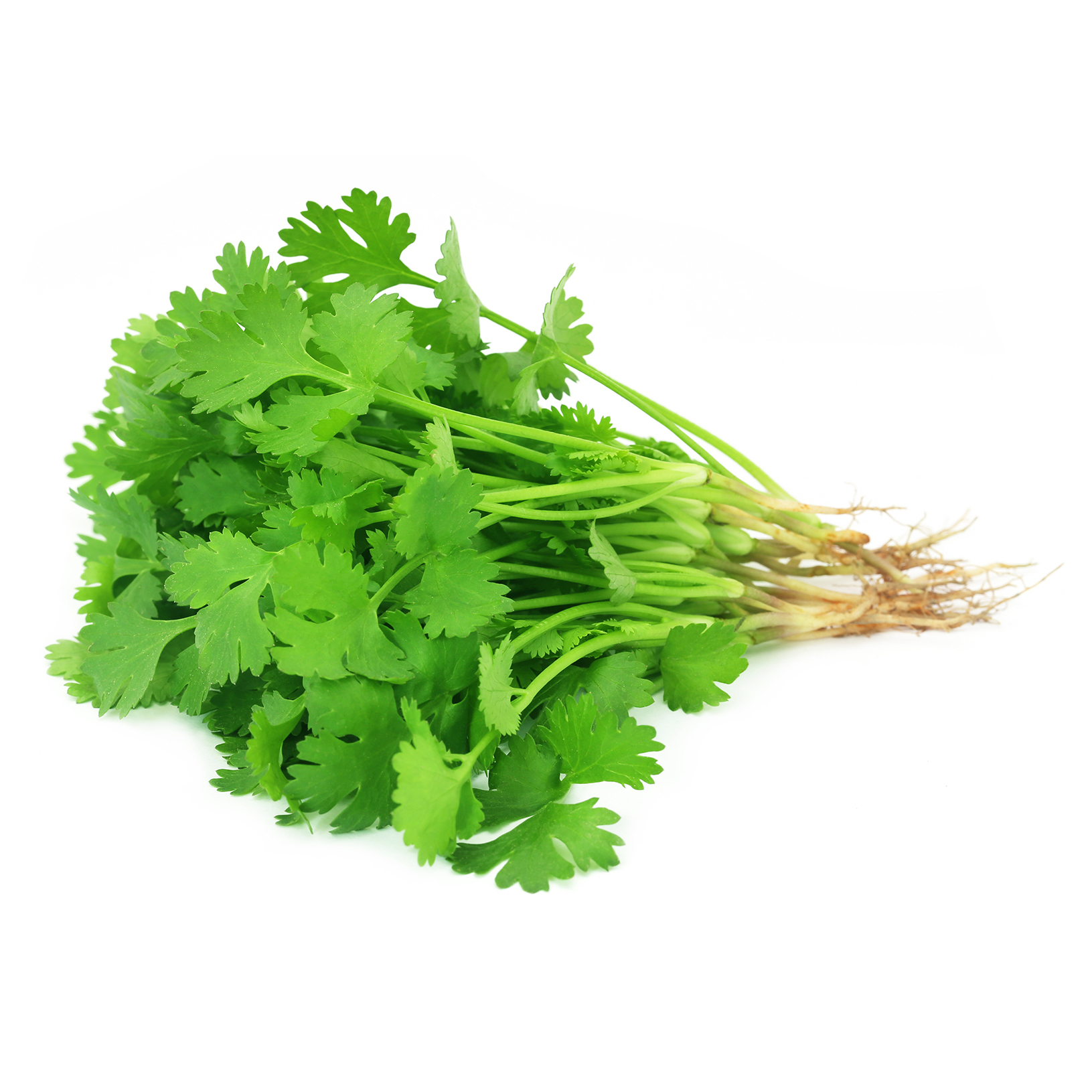 Coriander Leaves