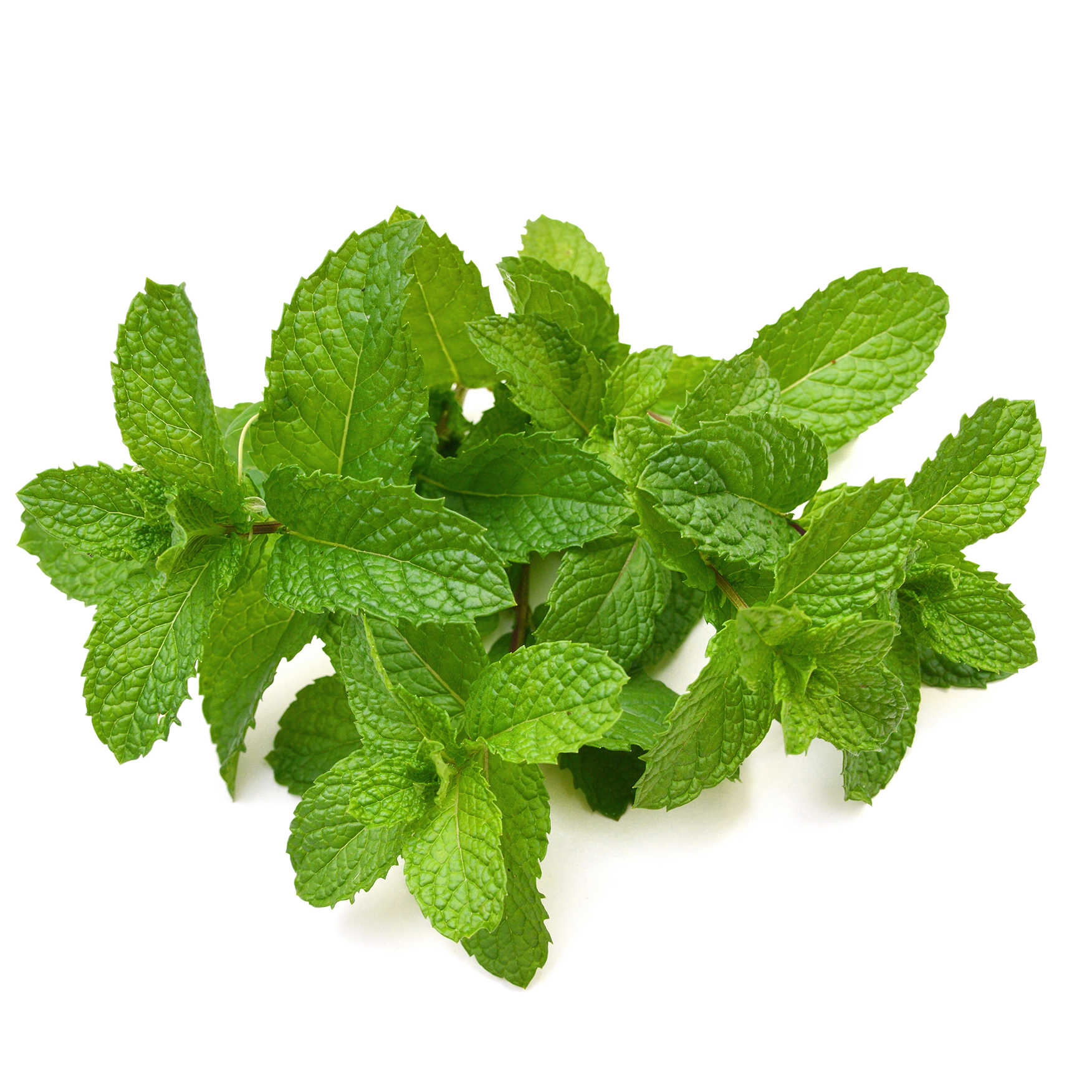 Mint (Pudina)