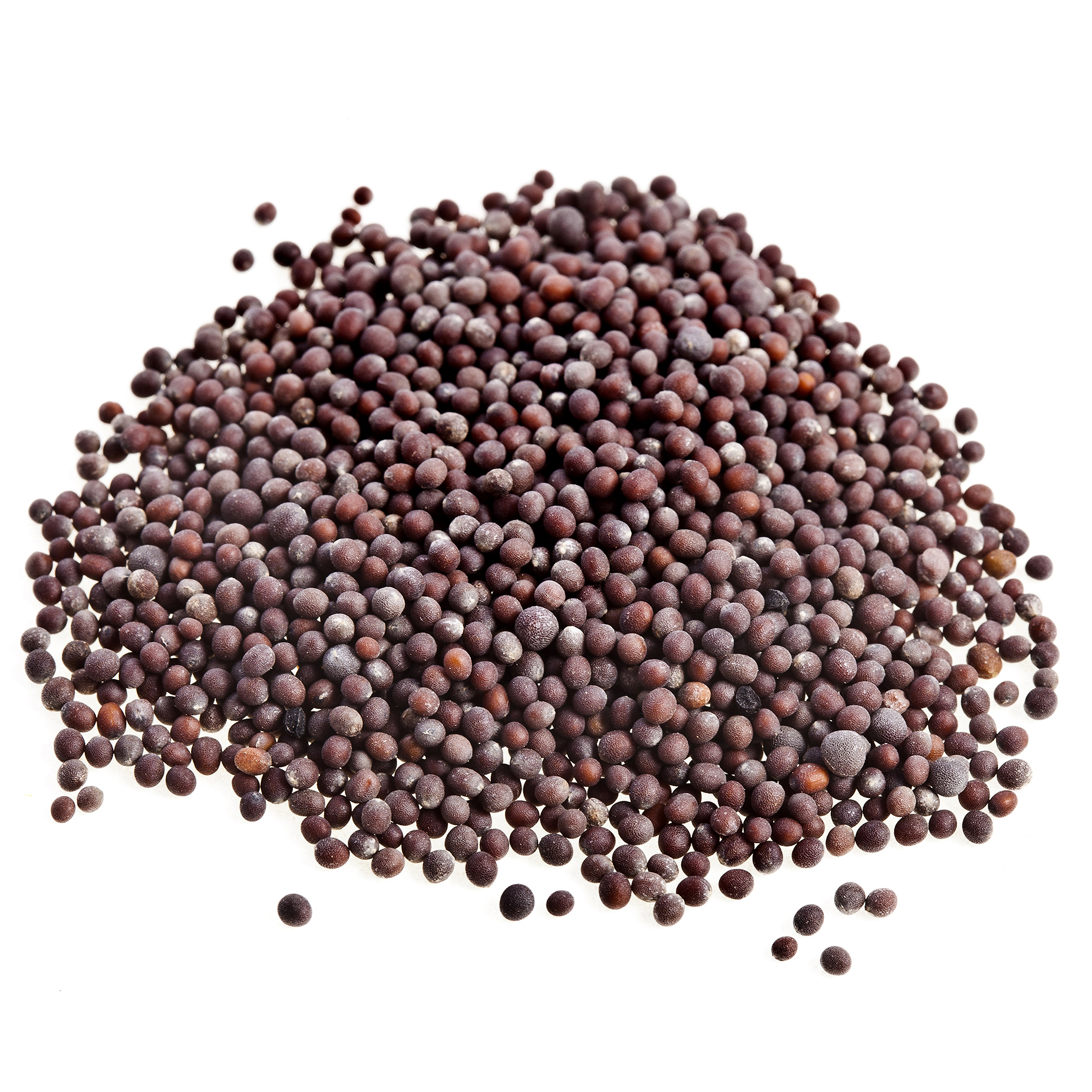Mustard Seeds (Sarson)